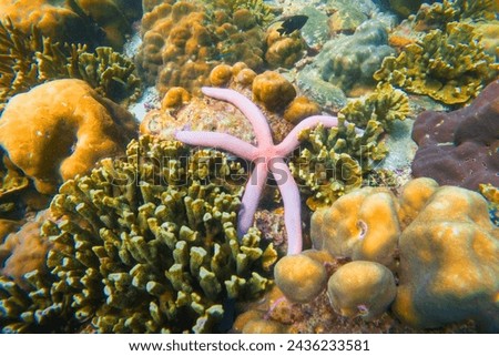 Pink seastar Linkia laevigata clings to a diverse coral reef.