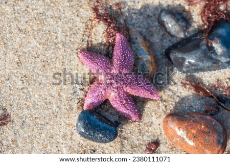 Pink Seastar on the Tranquil Baltic Sea Beach