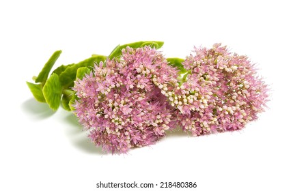 Pink Sedum Flowers Isolated On White Background