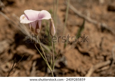 Pink Sego Lily Adds Color To Brown Desert in Zion