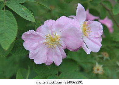 Pink semi-double Miscellaneous rose (Rosa) Duplex blooms in a garden in June - Shutterstock ID 2249092291