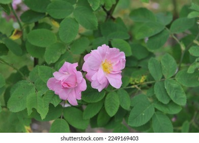 Pink semi-double Miscellaneous rose (Rosa) Duplex blooms in a garden in June - Shutterstock ID 2249169403