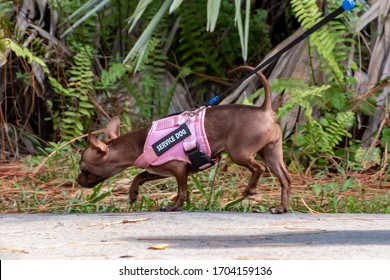 Pink Service Dog Harness On A Small Apple Head Chihuahua Being Walked On A Sidewalk Walkway Path With A Black Leash Sniffing The Grass Near Boston Fern & Pine Needles In A Neighborhood Park With Owner