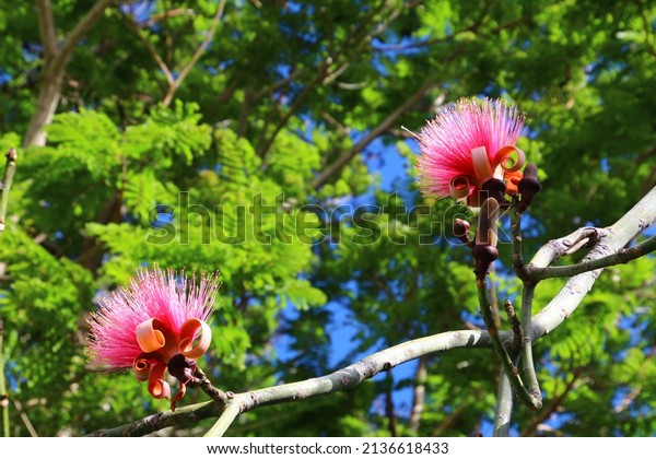 Pink shaving brush tree photographed in a park in\
Havana, Cuba
