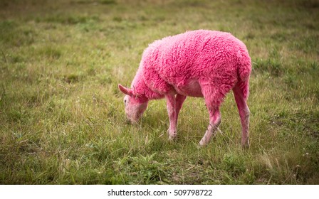 Pink sheep grazing on green grass at Latitude Music Festival  - Shutterstock ID 509798722