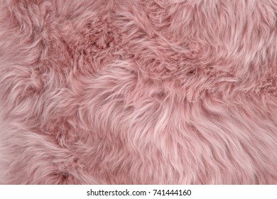 Pink sheepskin rug background. Wool texture. Close up sheep fur