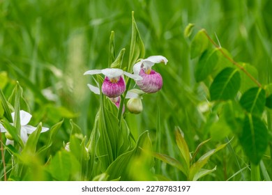 Pink Showy Lady's Slipper Orchid blooms with they're pouch-like labellum that varies in color from pale pink to deep magenta.  They have white petals and sepals, and can be found growing in bunches. - Shutterstock ID 2278783197