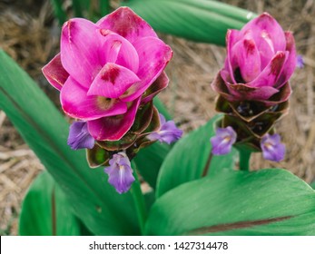 Pink Siam Tulip Or Curcuma Sessilis Flower In Thailand (Curcuma Sessilis Gage, Curcuma Aeruqinosa Roxb), Purple And Edible Flowers