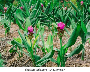 Pink Siam Tulip Or Curcuma Sessilis Flower In Thailand (Curcuma Sessilis Gage, Curcuma Aeruqinosa Roxb), Purple And Edible Flowers