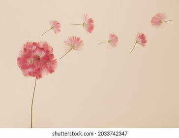 Pink Silk Tree Blossom On Beige Background. Flat Lay Minimal Concept