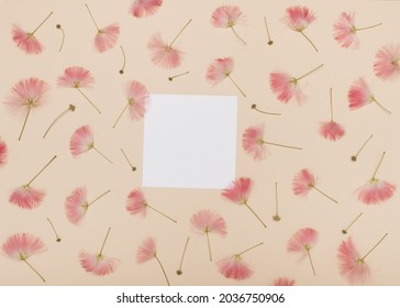 Pink Silk Tree Blossom On Beige Background. Flat Lay.