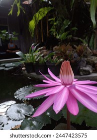 pink single bloomed water lily or nymphaea flower in the fishpond