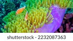 Pink Skunk Clownfish  Pink Anemonefish  Amphiprion perideraion  Magnificent Sea Anemone  Heteractis magnifica Coral Reef  South Ari Atoll  Maldives  Indian Ocean  Asia