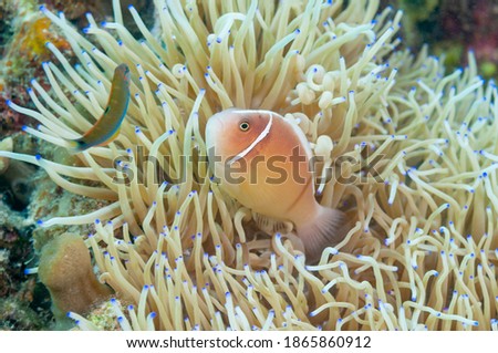Pink skunk clownfish or pink anemonefish (Amphiprion perideraion) Moalboal, Philippines