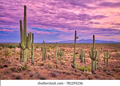 Pink Sky At Sunset, In Sonoran Desert Near Phoenix.