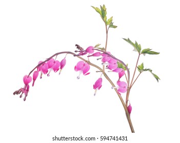 Pink Small Flowers Isolated On White Background