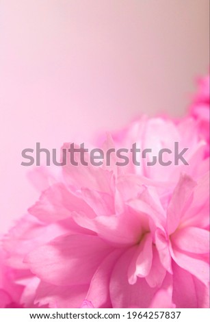 Similar – Pink Natur Frühling Blume