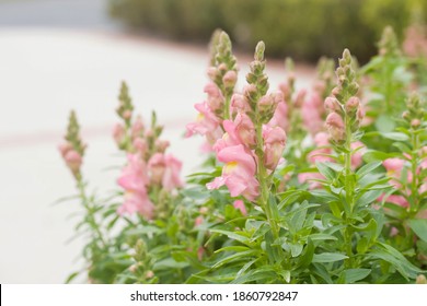 Pink Snap Dragons In A Garden