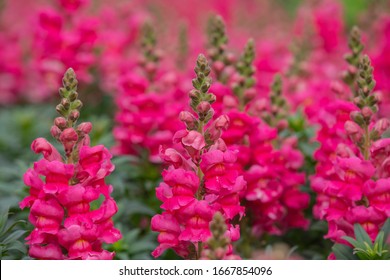 Snapdragon の画像 写真素材 ベクター画像 Shutterstock