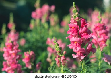 Snapdragon の画像 写真素材 ベクター画像 Shutterstock