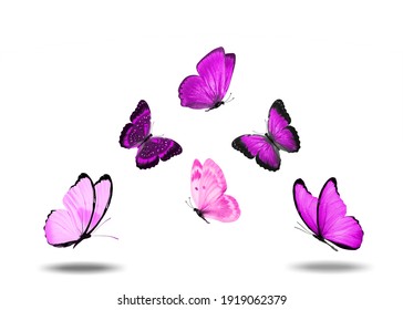 ピンク 蝶 の写真素材 画像 写真 Shutterstock
