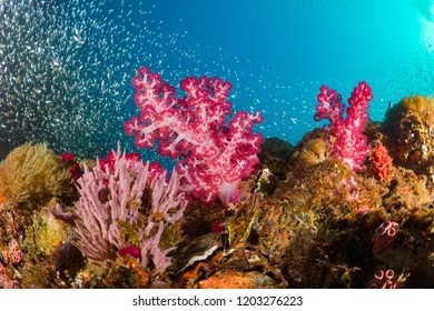 Pink Soft Coral (Dendronephthya) At The SS Yongala Ship Wreck