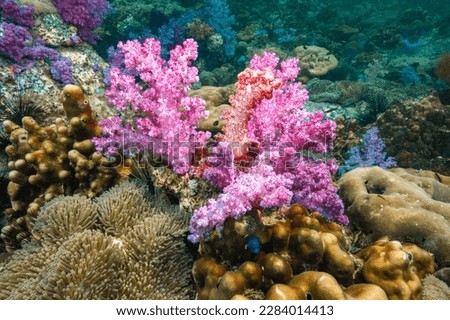 Pink Soft Coral with Sea anemone, (Actiniaria)at Lipe Island Andaman Thailand