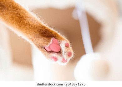 pink soft paw pads of ginger cat on Plush Perch Cat Tree Condo Tower Beige color. Playful orange tabby kitty on cozy pet space with hanging fur ball toy for background close up toe bean say hello - Powered by Shutterstock