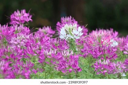 Pink of spider flowers blooming in the field bright and freshness in the park background - Powered by Shutterstock