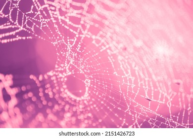Pink Spider Web In Droplets Of Rain, Macro Image.