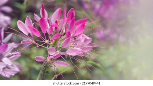 Pink Spiny Spider Flower Close-up In The Garden After The Rain. Cleome Spinosa, Cleome Hassleriana, Tarenaya Hassleriana. Ornamental Plant For Gardening And Landscape Design. Hedge.