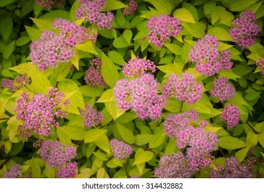 Pink Spirea In Bloom