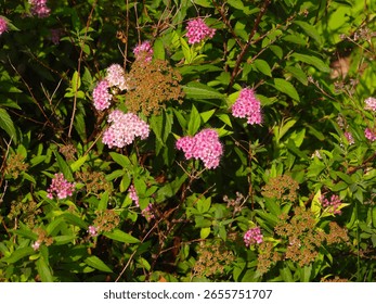 Pink spirea bursts with clusters of tiny pink flowers in spring, forming cascading mounds of color. This hardy shrub thrives in gardens with minimal care, attracting butterflies.
