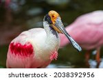 Pink Spoonbill - Platalea ajaja - white-pink bird with a flat beak. The bird stands in the water.