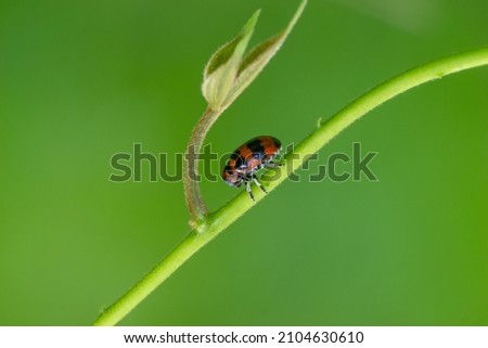 Similar – willow leaf beetle Nature