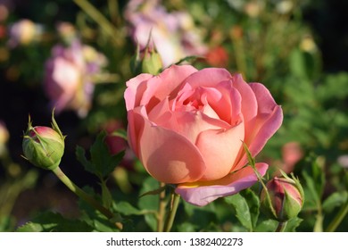 Bush Pink Tea Rose Buds Garden Stock Photo (Edit Now) 300543065