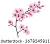 cherry blossom branch isolated