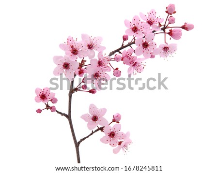 Pink spring cherry blossom. Cherry tree branch with spring pink flowers isolated on white