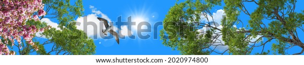 Pink spring flowers, green tree leaves and seagull flying in panoramic blue sky. horizontal view. corridor stretch ceiling model.