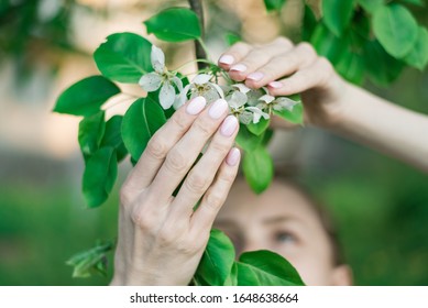 Pink Spring Manicure Gel Polish On Short Nails. Woman Holding Blossoming Apple Tree