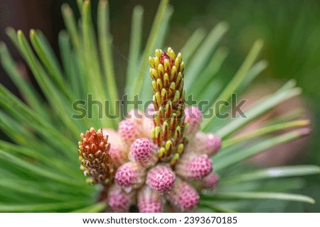 Pink Spruce Pine Cone Buds, Alaska, USA