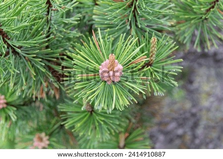 Pink Spruce Pine Cone Buds, Alaska, USA