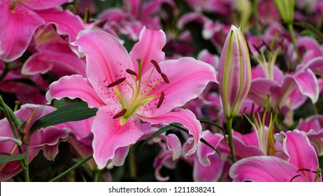 Pink Stargazer Lily Flowers 
Background. Floral In Garden.