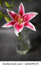 Pink Stargazer Lily In A Vase
