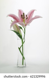 Pink Stargazer Lily In Vase Isolated On White Background
