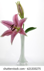 Pink Stargazer Lily In White Vase Isolated On White