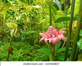 Pink Stem Ginger Flower At The Flower Forest In Barbados