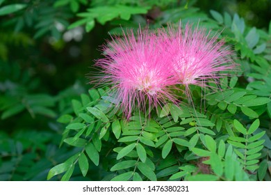 Pink Stickpea Flower Among Green Leaves