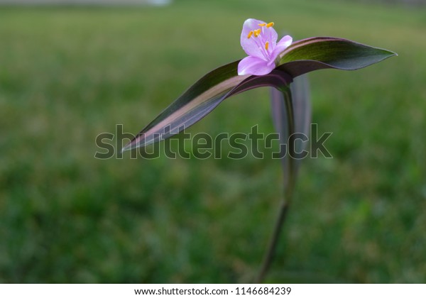 Pink Stripe Plant Tradescantia Pallida Green Stock Photo Edit Now 1146684239