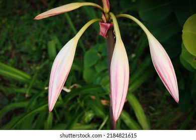 Pink Striped Trumpet Lily Flower Buds